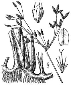 Schoenoplectus_acutus_var_occidentalis_BB-1913